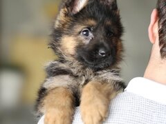 Pui adorabili de Golden Retriever