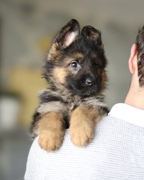 Pui adorabili de Golden Retriever.