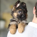 Pui adorabili de Golden Retriever